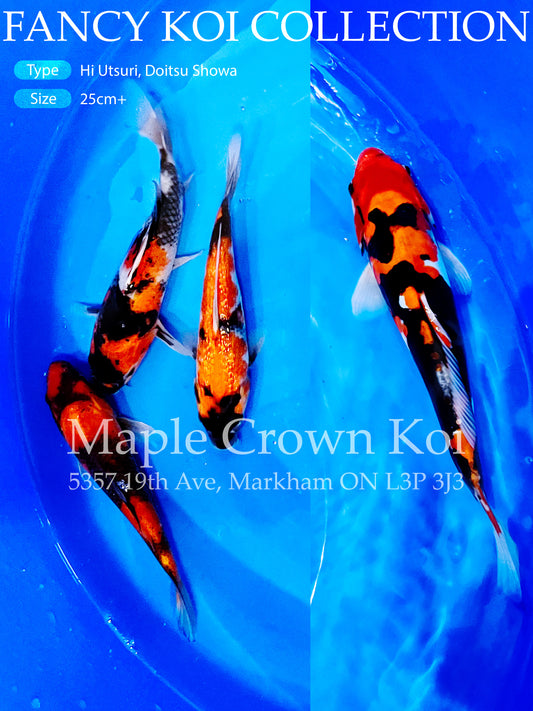 Fancy Koi Hi Utsuri, Doitsu Showa