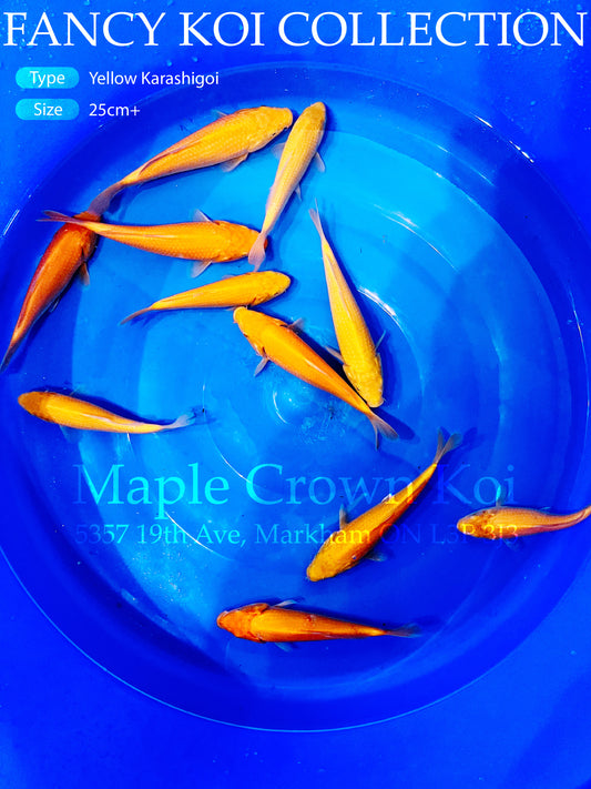 Fancy Koi Yellow Karashigoi