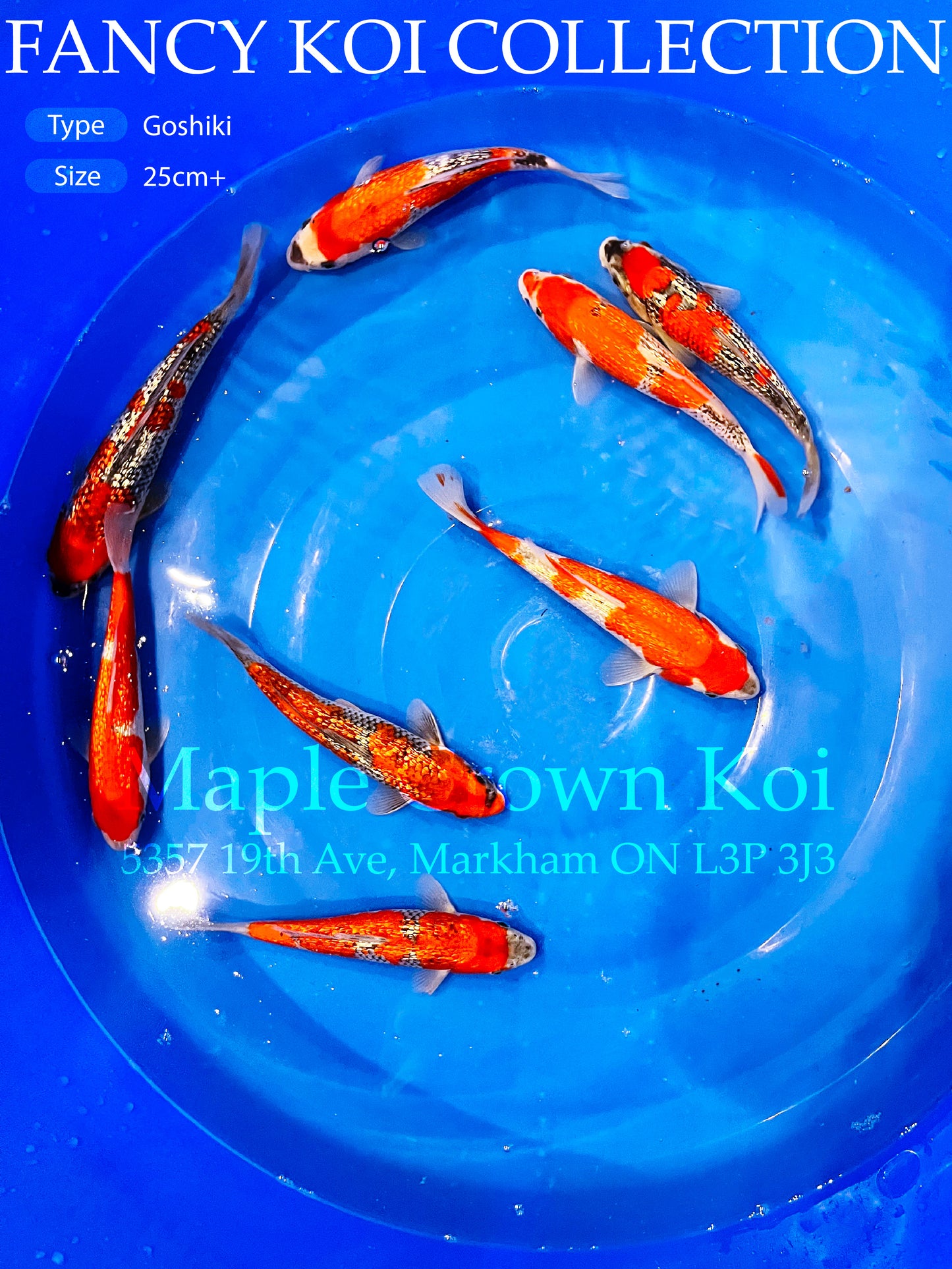 Fancy Koi Goshiki