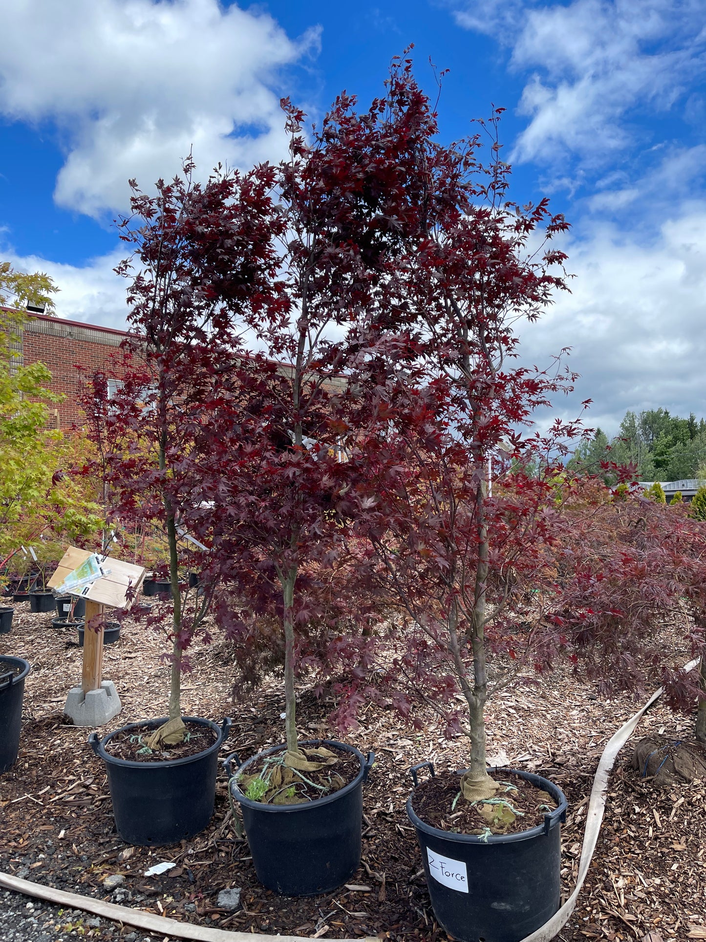 Acer Palmatum 'Fireglow'