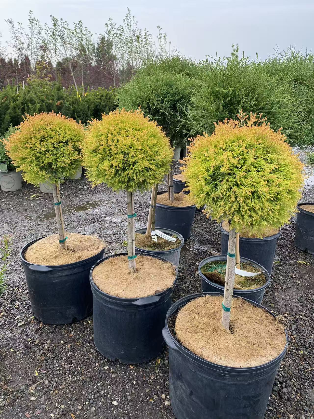 Thuja Occidentalis 'Fire Chief' Std.