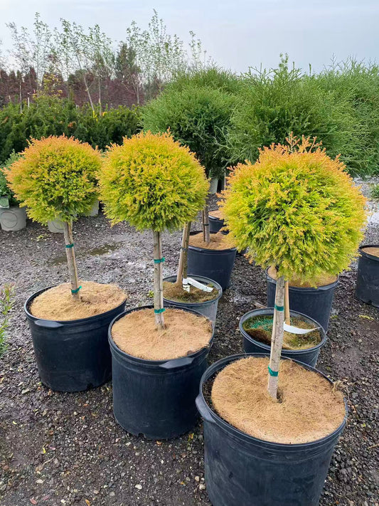 Thuja Occidentalis 'Fire Chief' Std.