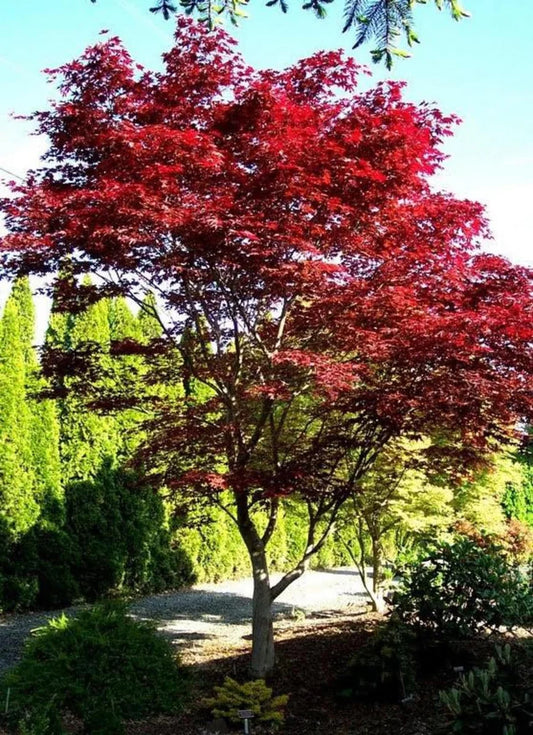 Acer Palmatum 'Fireglow'