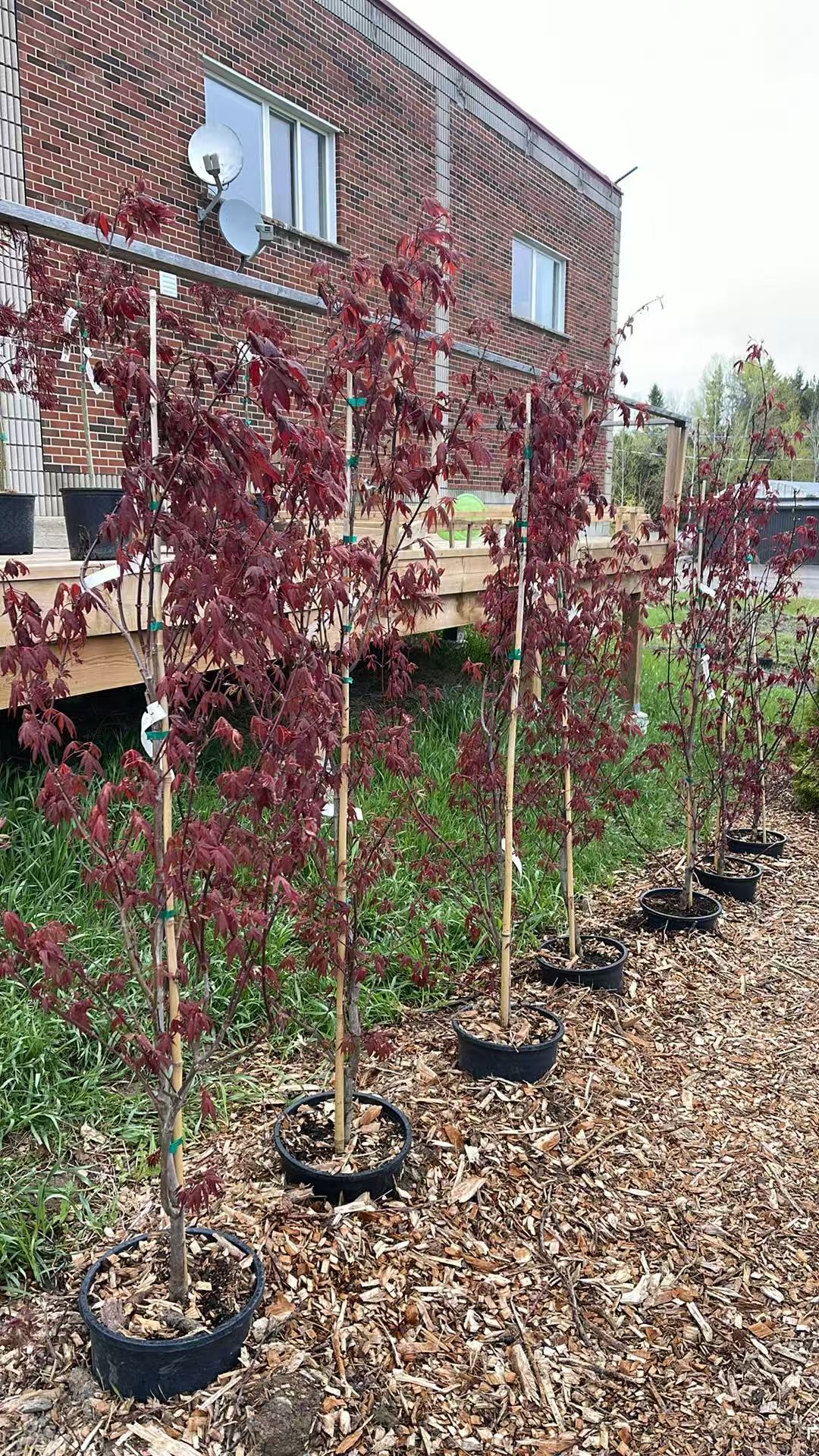 Acer Palmatum 'Fireglow'