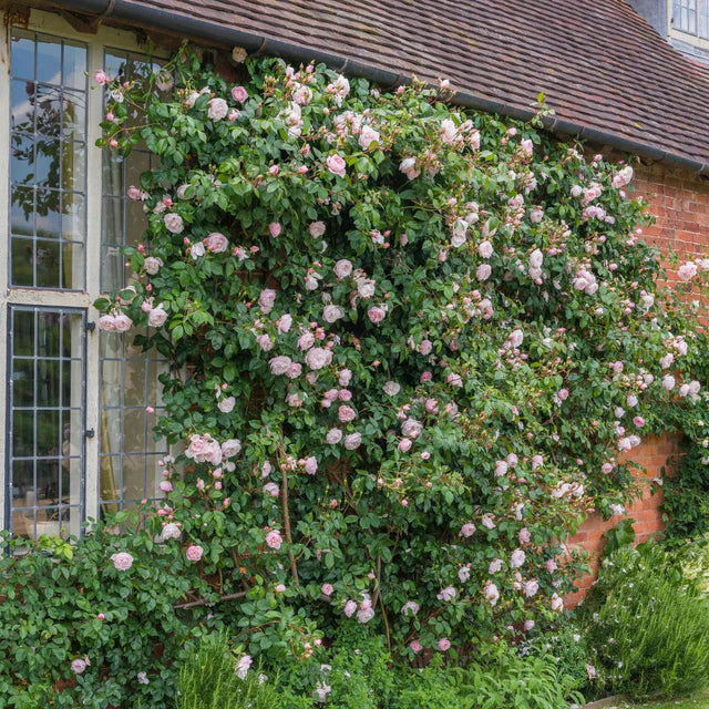 The Generous Gardener David Austin English Climbing Rose