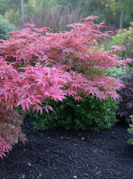 Acer palmatum Geisha Gone Wild