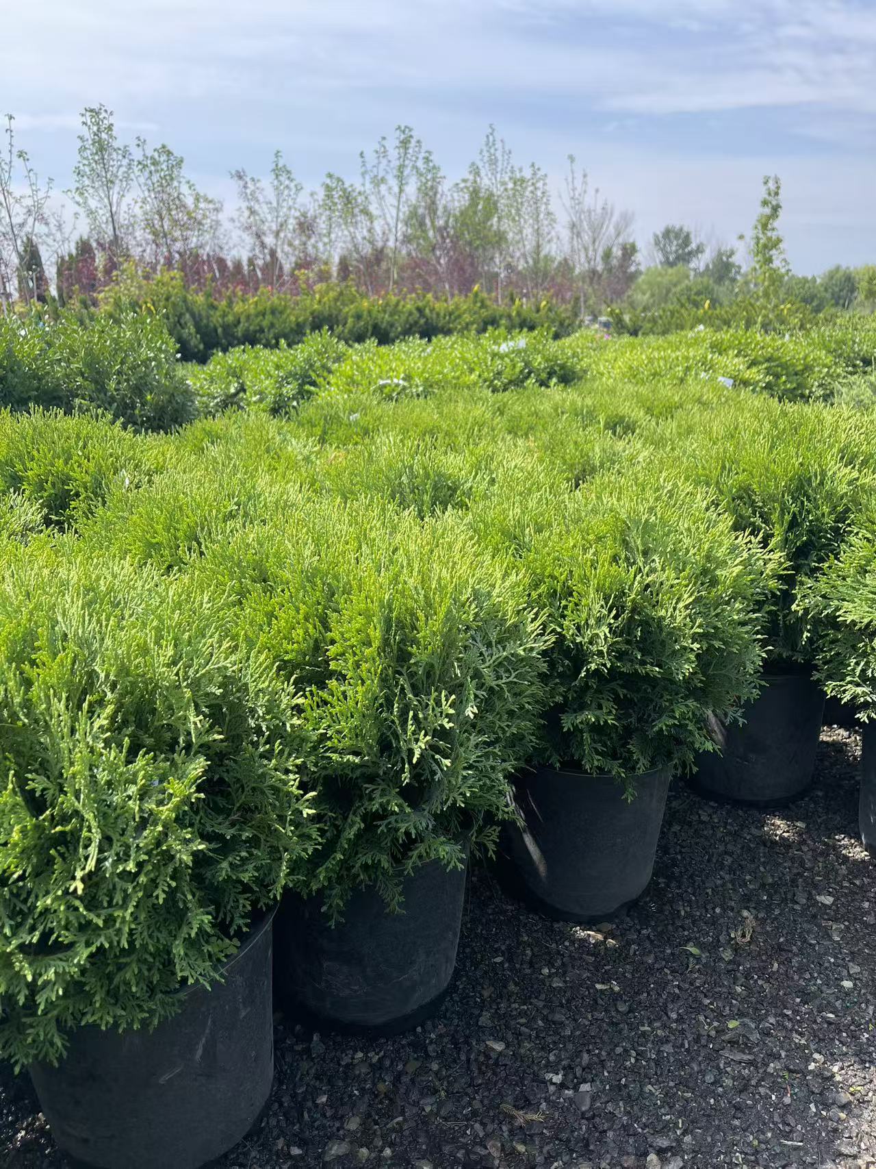 Little Giant Globe Cedar