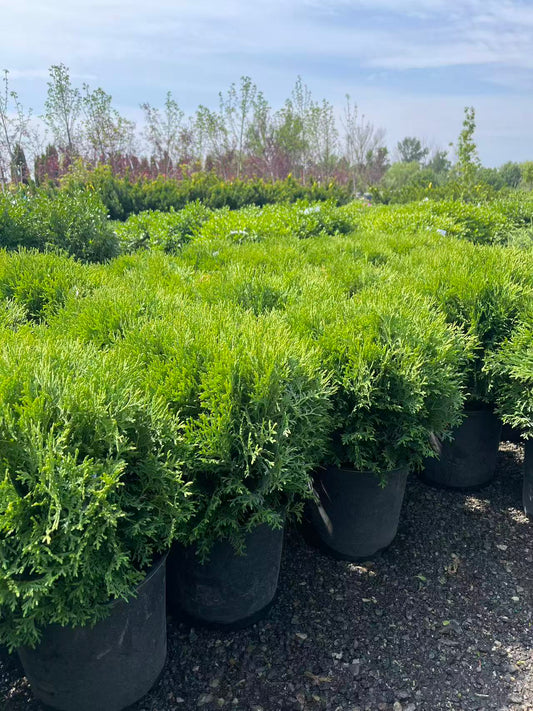 Little Giant Globe Cedar