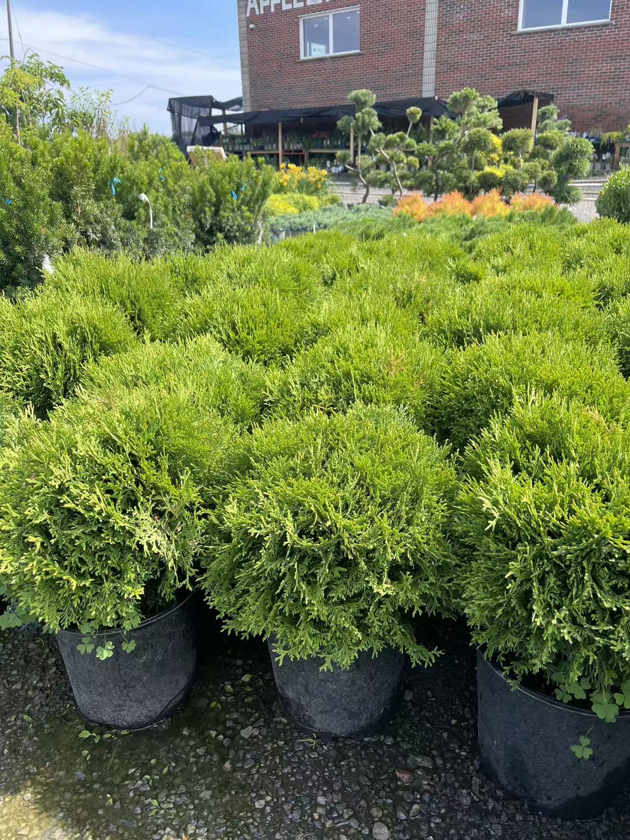 Little Giant Globe Cedar
