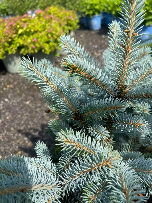 Dwarf Blue Spruce