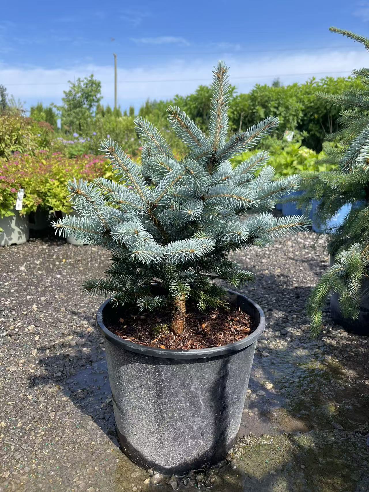 Dwarf Blue Spruce