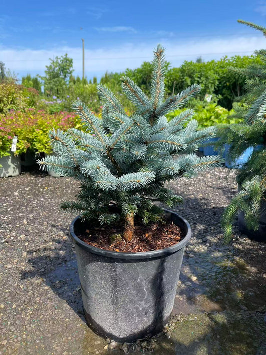 Dwarf Blue Spruce