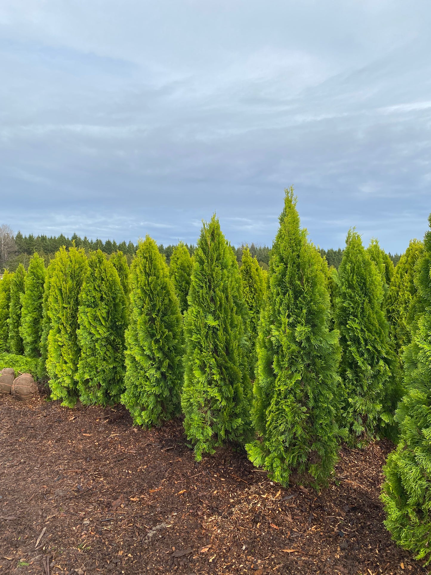 Gold Cedar