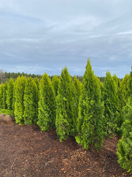 Gold Cedar