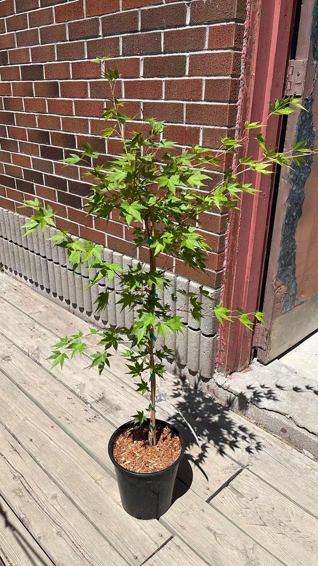Acer palmatum Gold Digger