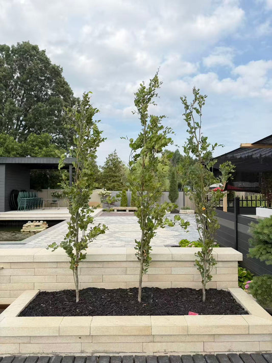 Dawyck gold pyramidal beech