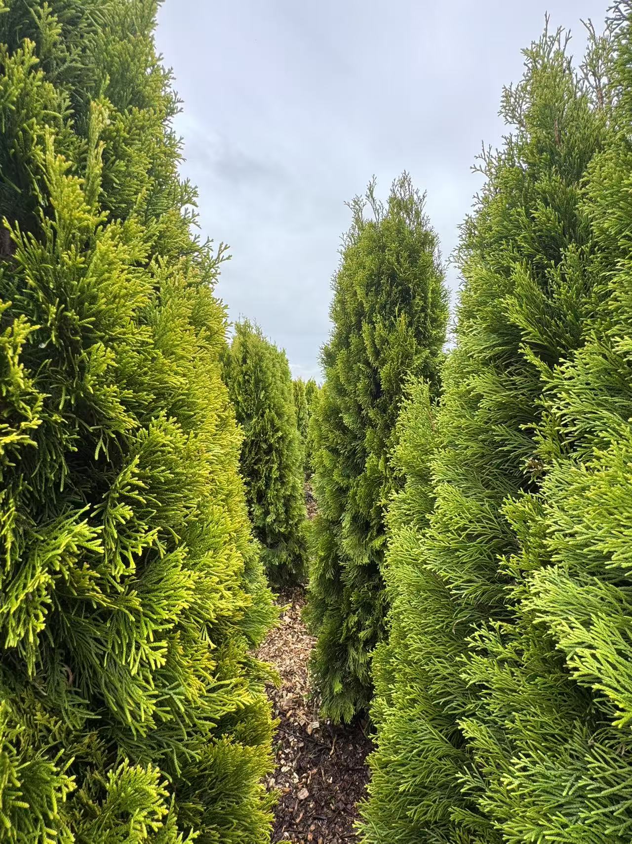 Gold Cedar