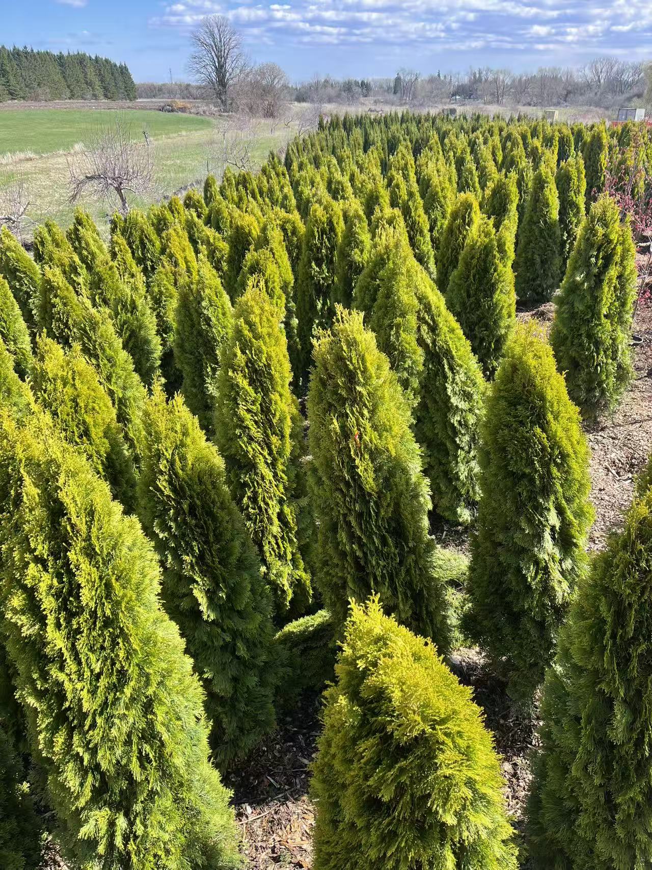 Gold Cedar