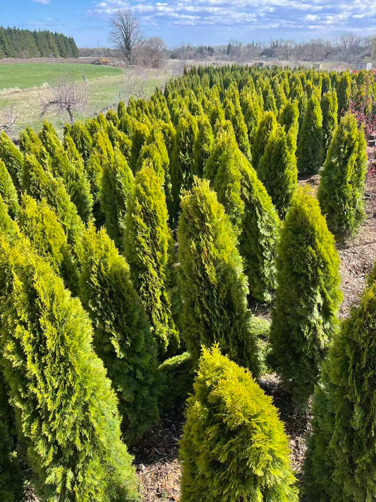 Gold Cedar