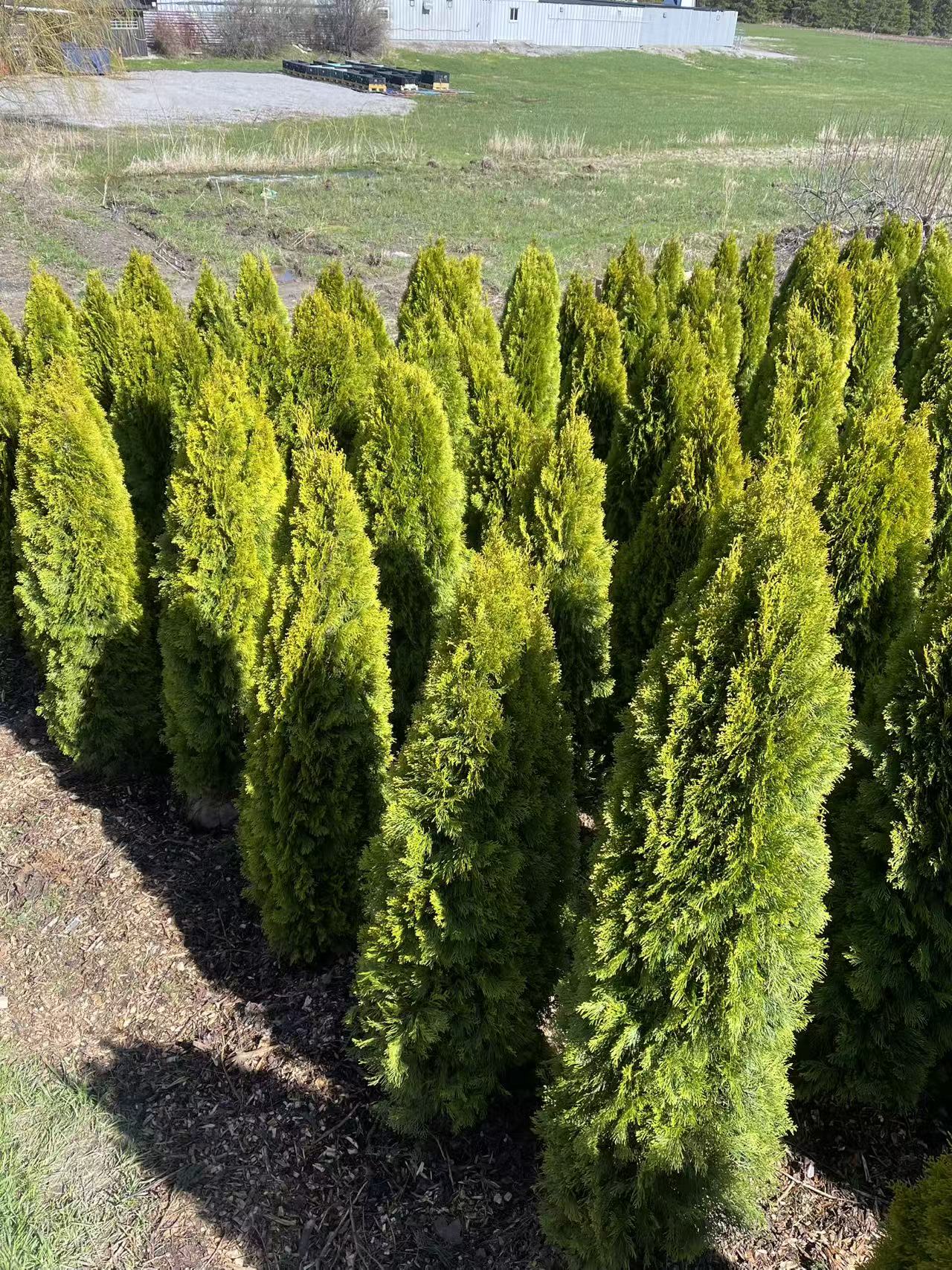 Gold Cedar