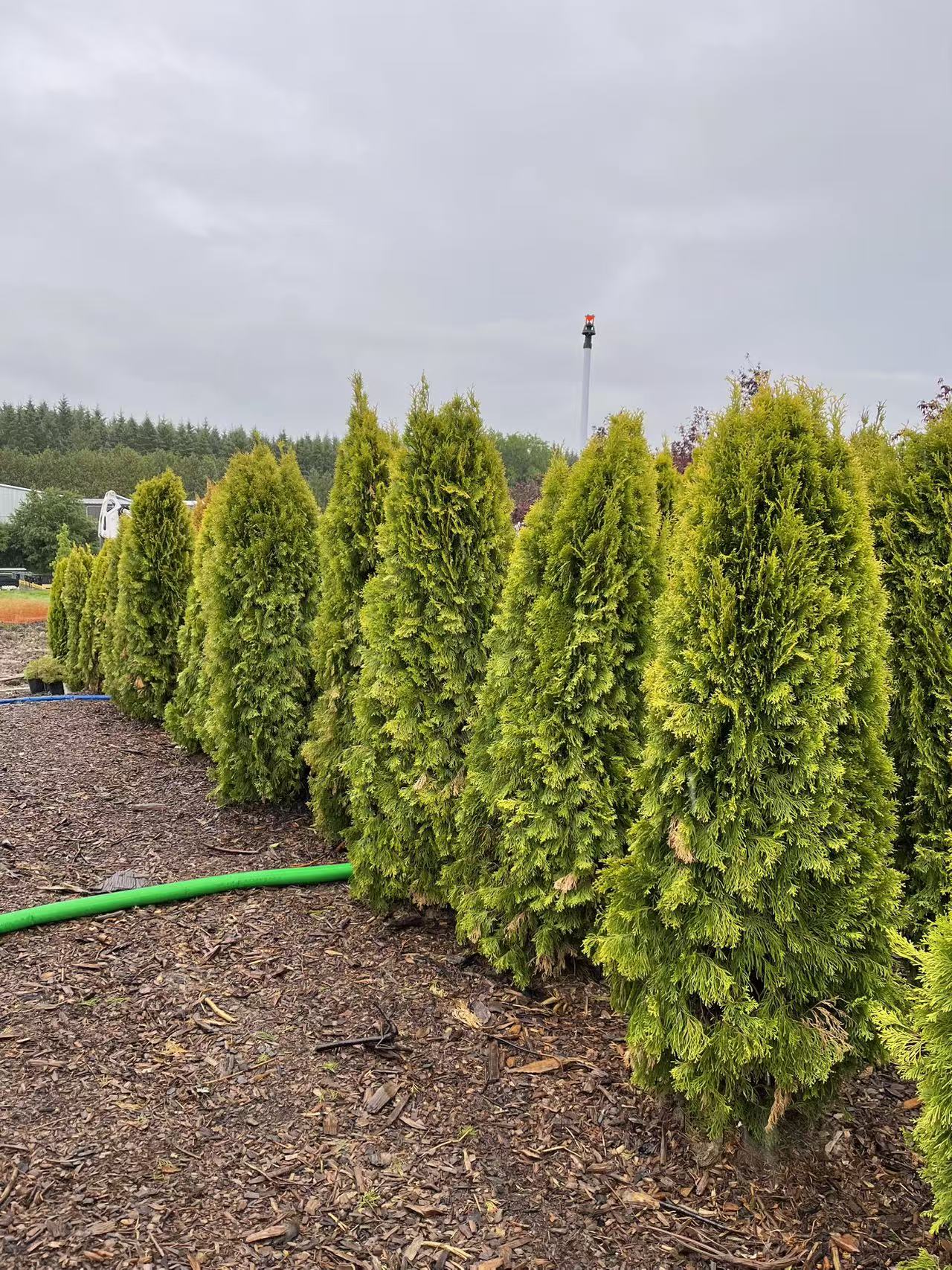 Gold Cedar