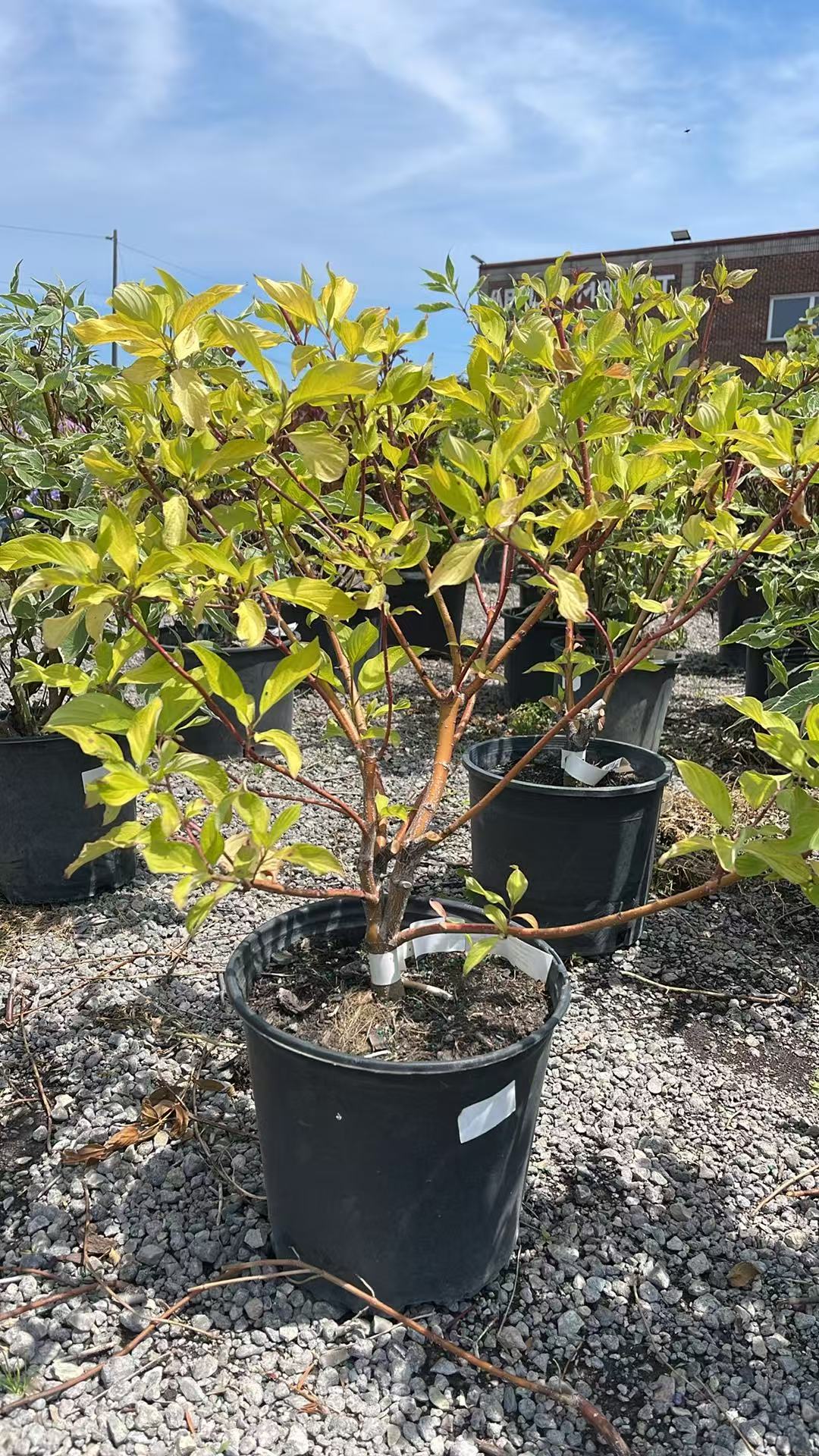 Golden Praire Fire Dogwood