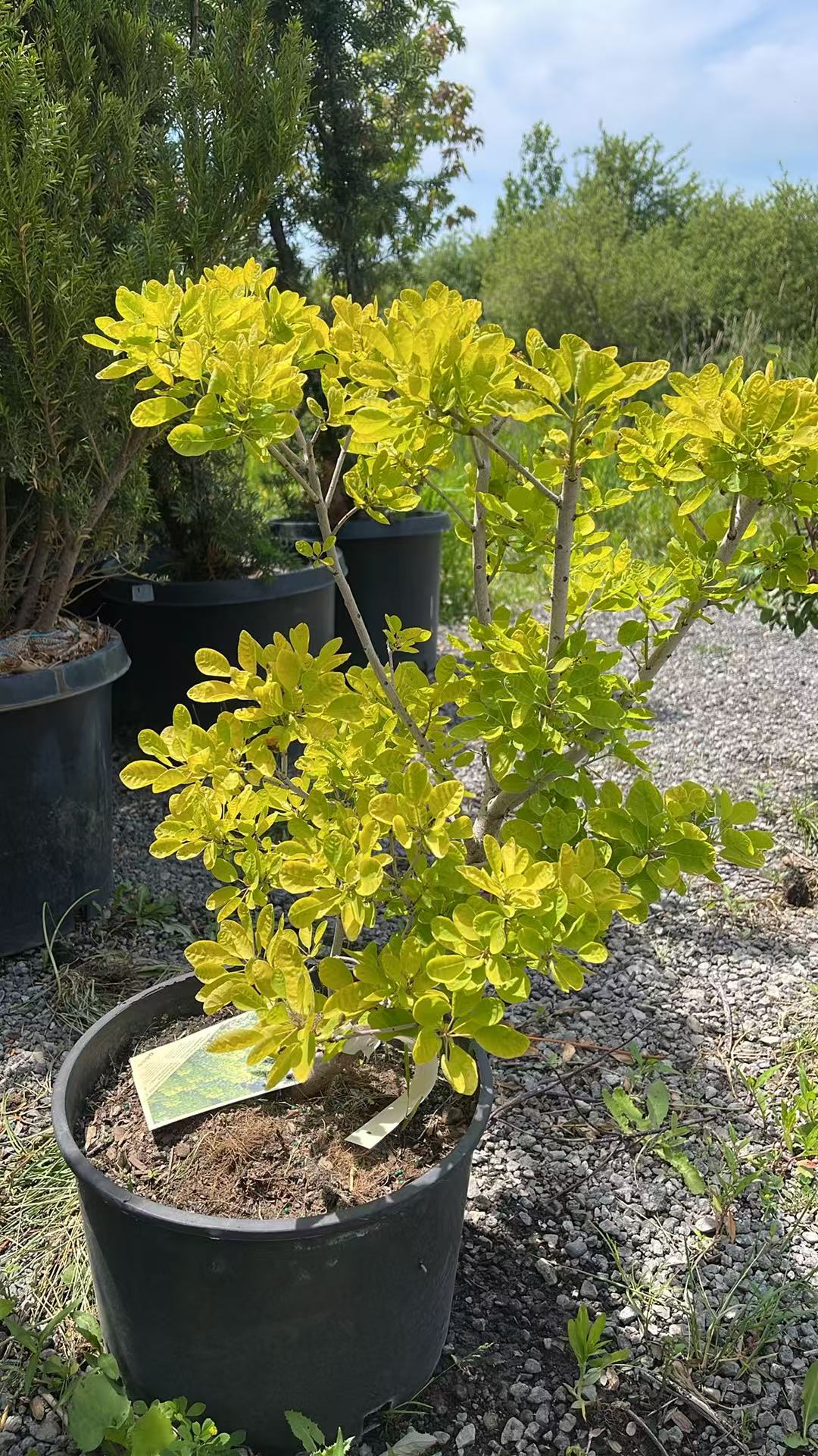 Winecraft Gold Smokebush