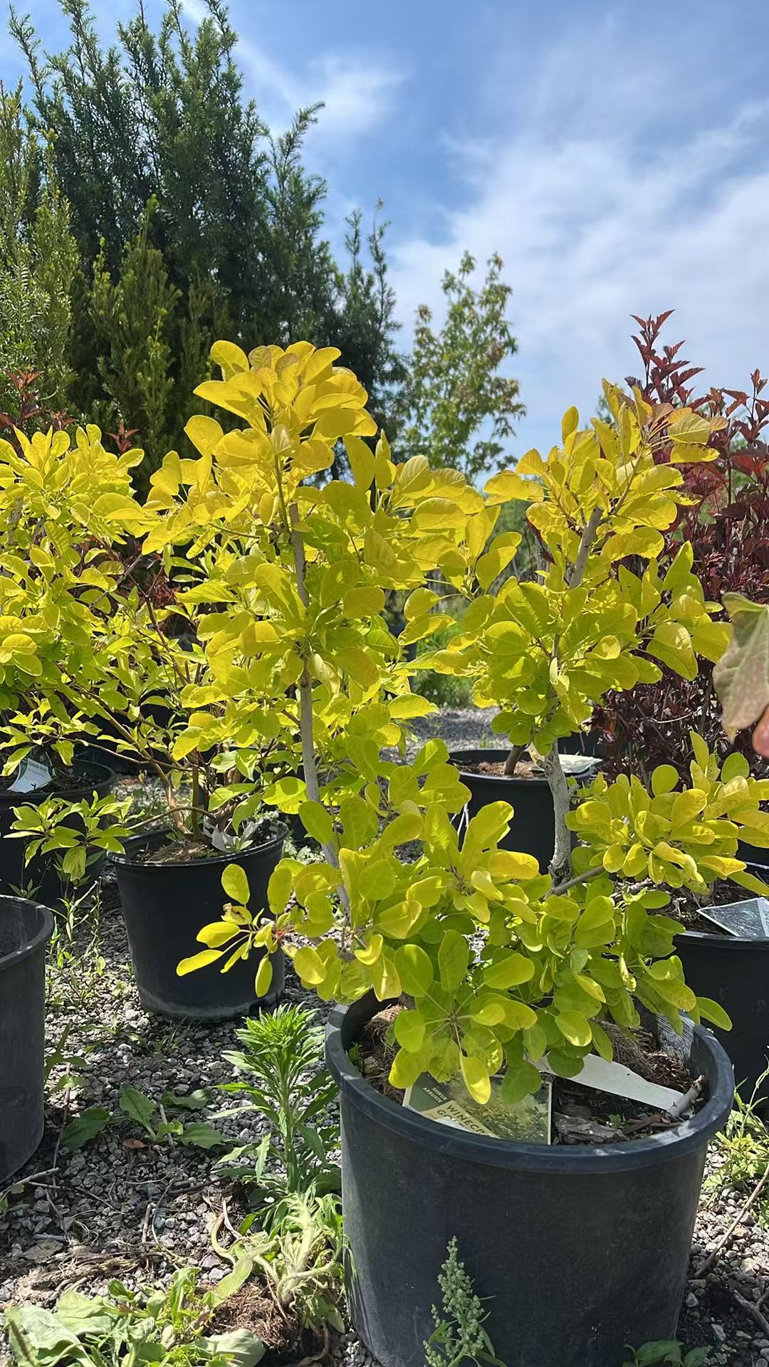 Winecraft Gold Smokebush