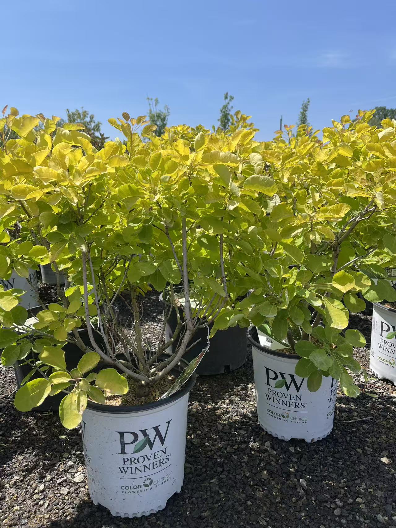 Winecraft Gold Smokebush