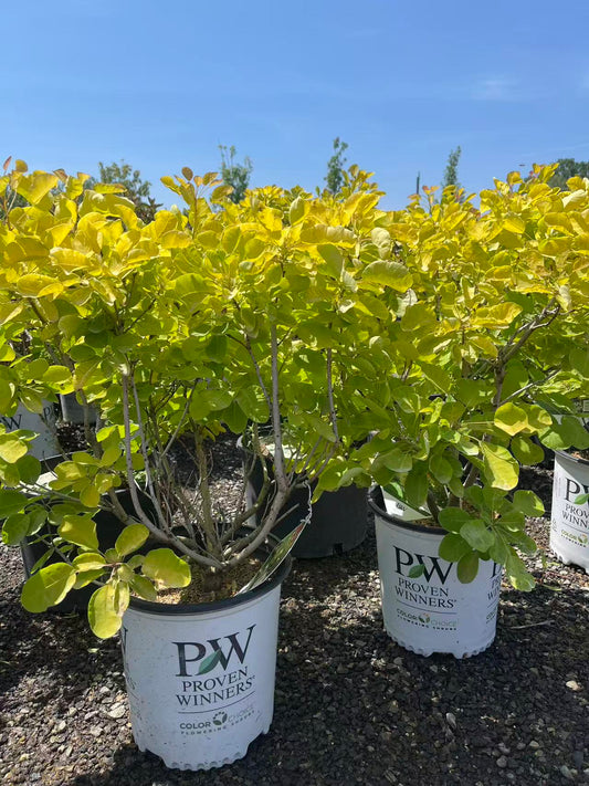 Winecraft Gold Smokebush