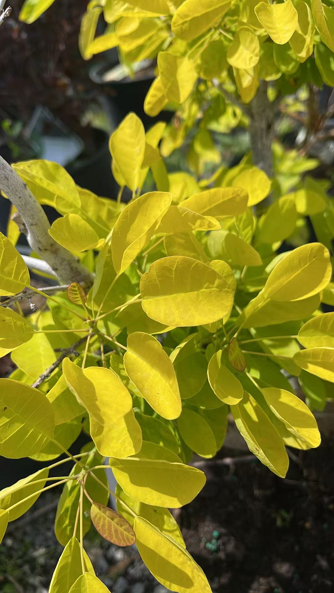 Winecraft Gold Smokebush