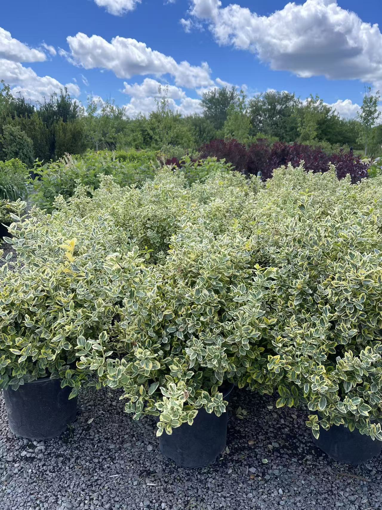 Emerald N'gold Euonymus