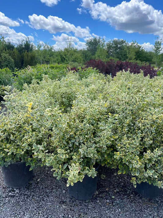 Emerald N'gold Euonymus