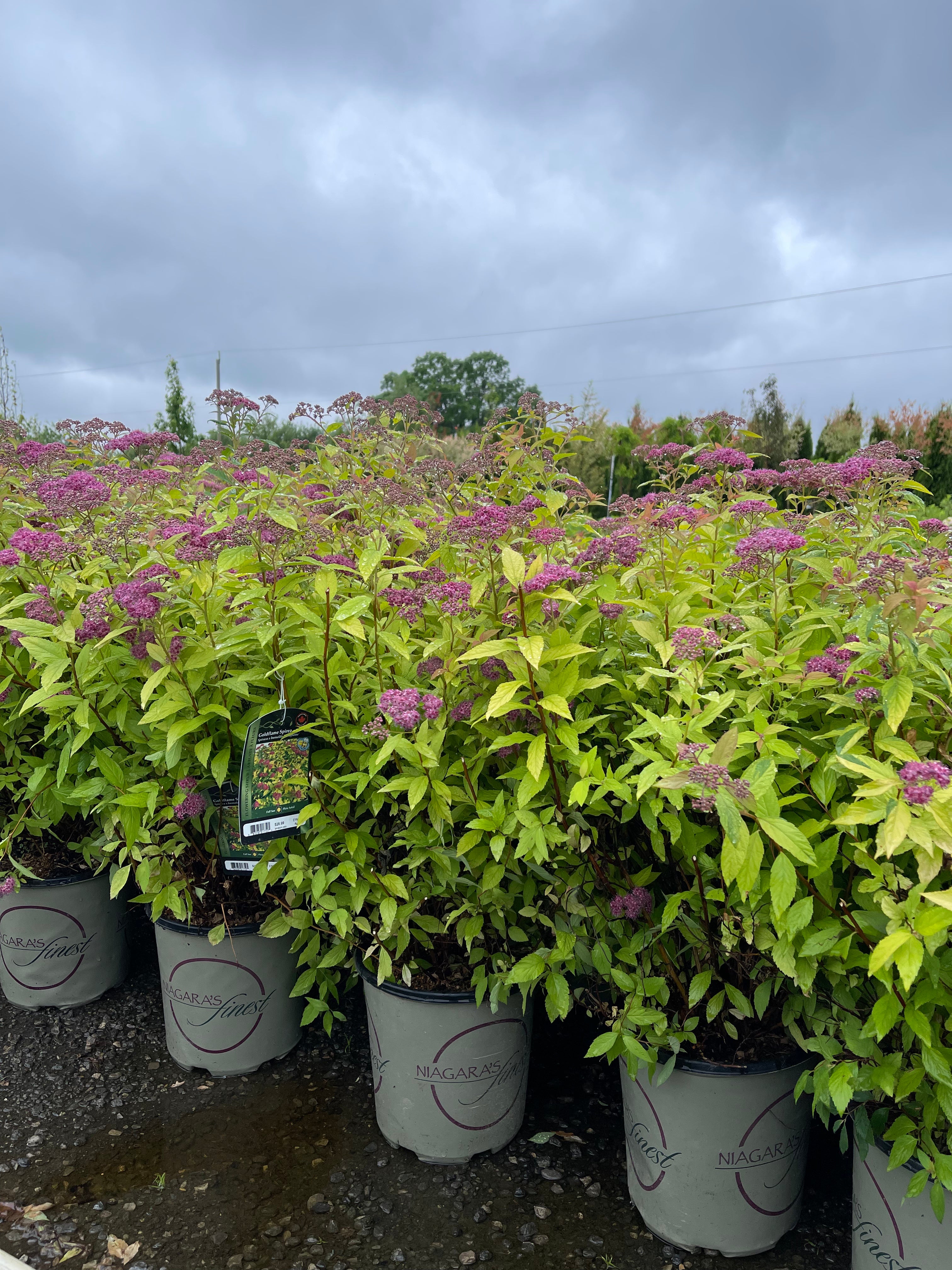 Shrubs & Flowers Toronto – zforcefarm