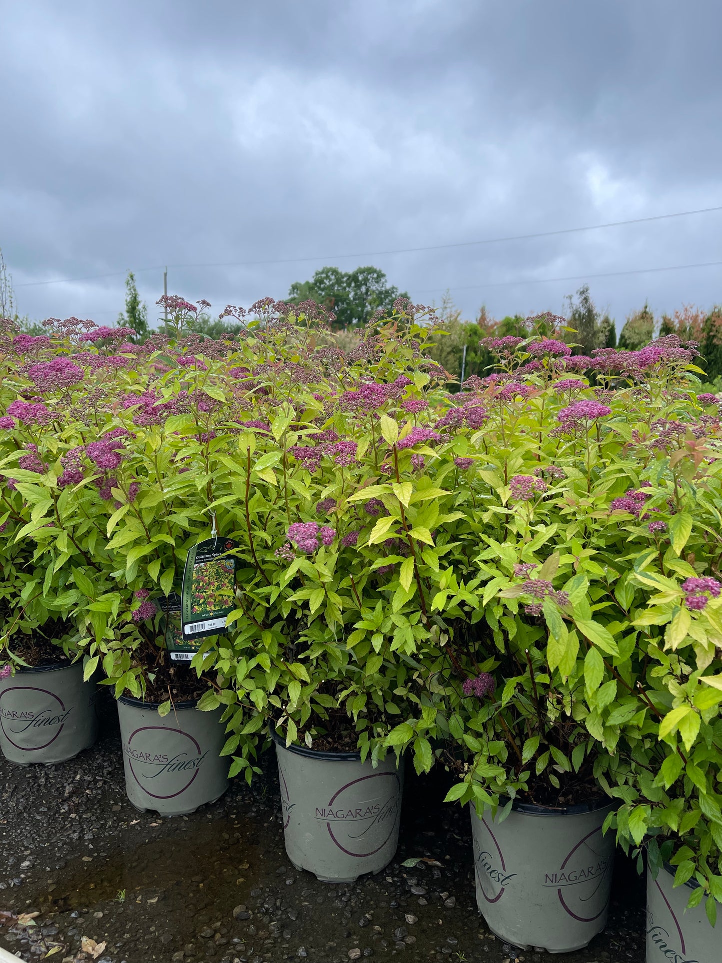 Goldflame Spirea
