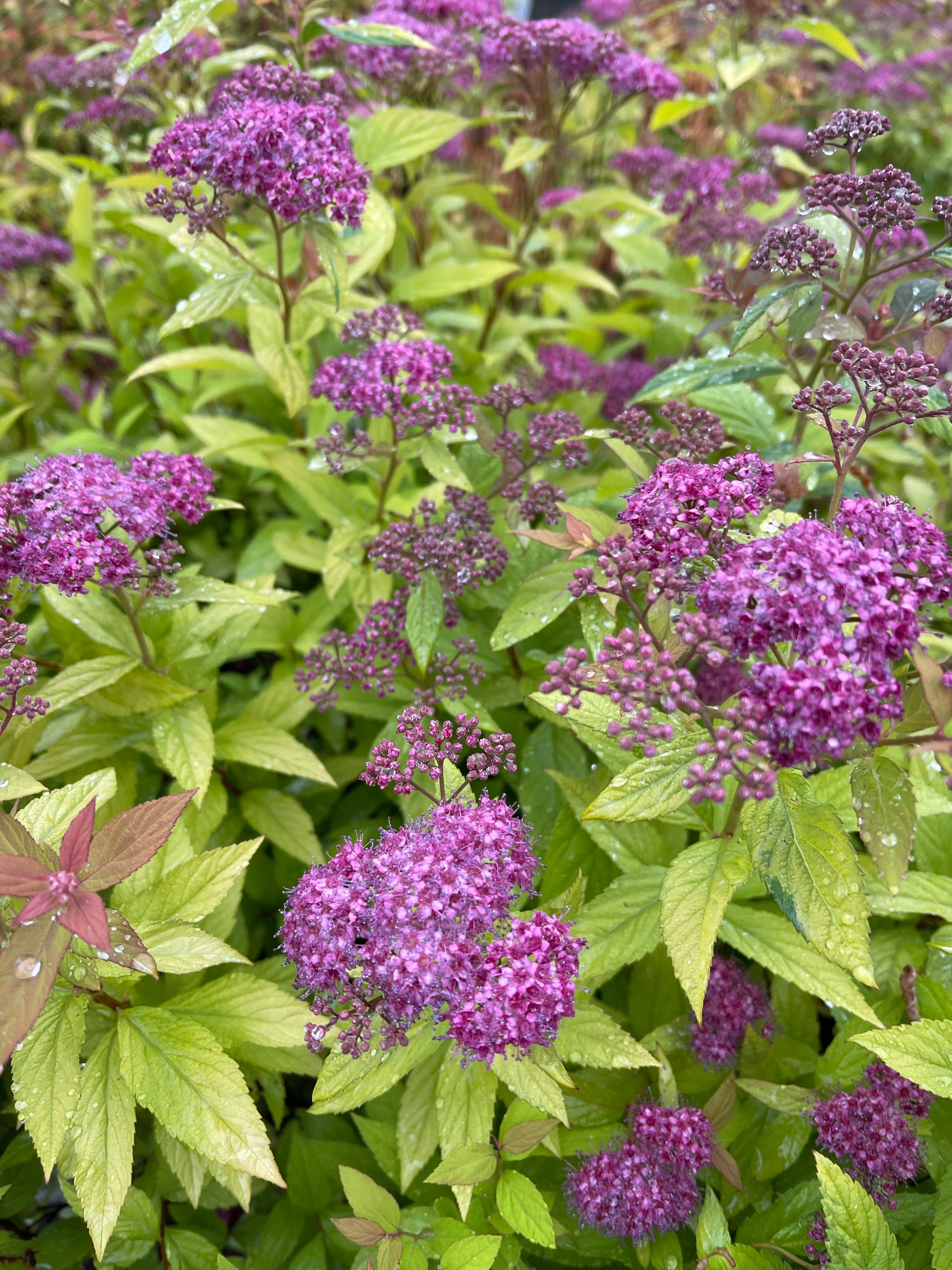 Shrubs & Flowers Toronto – zforcefarm