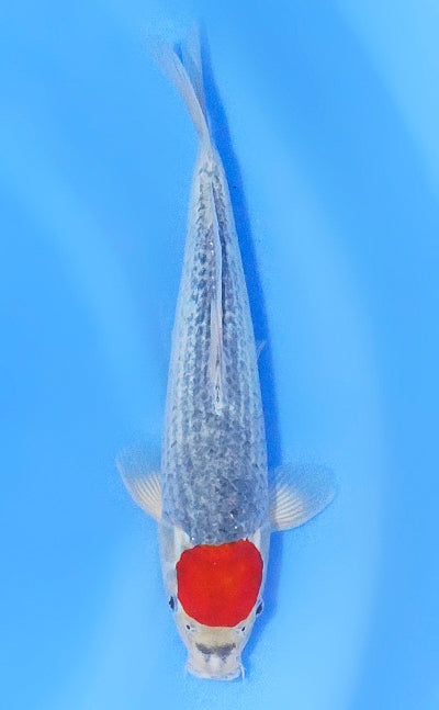 五色丹頂 Goshiki Tancho