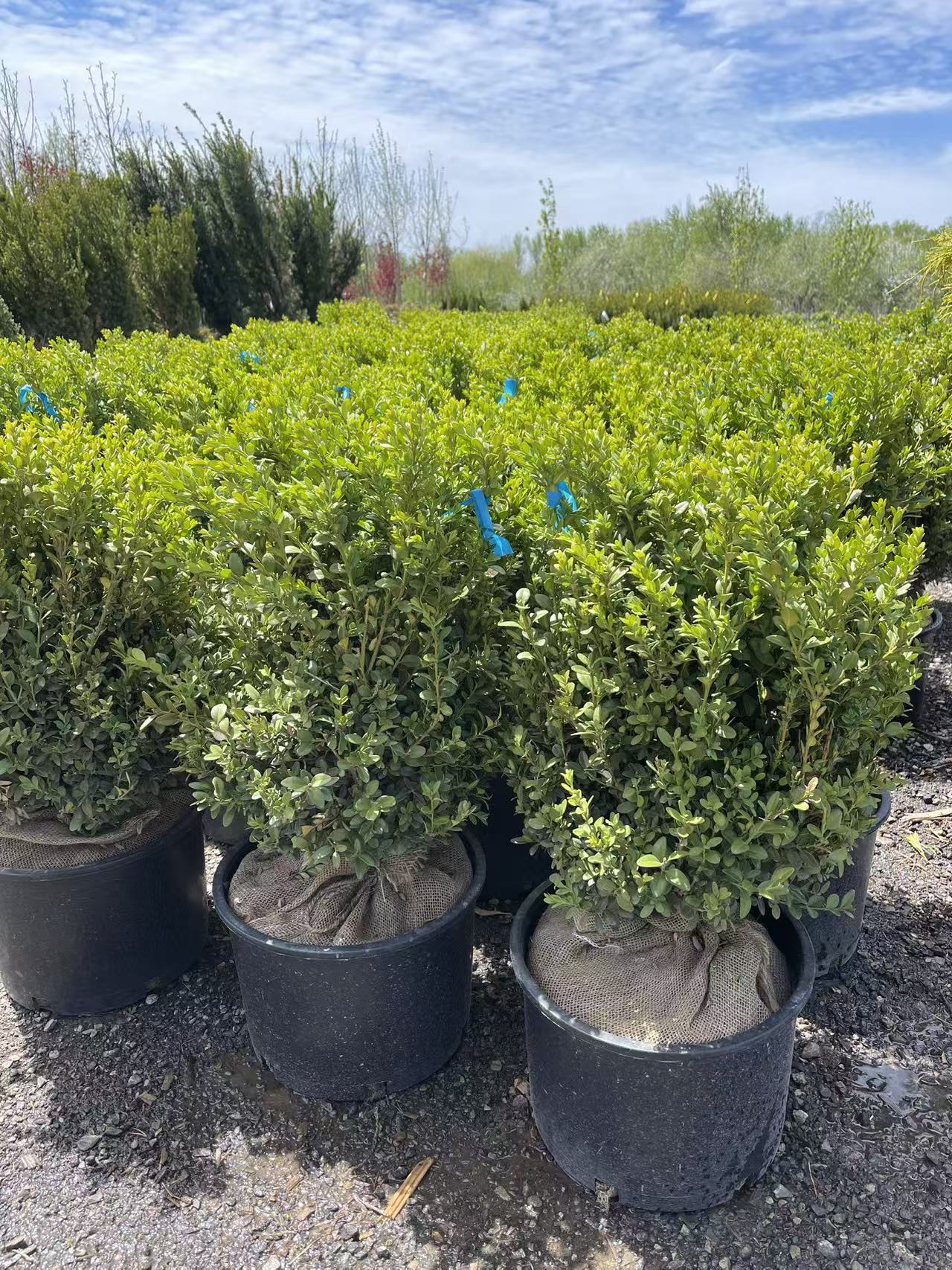 Green Mountain Boxwood | Evergreen Shrubs Toronto | Z Force Farm