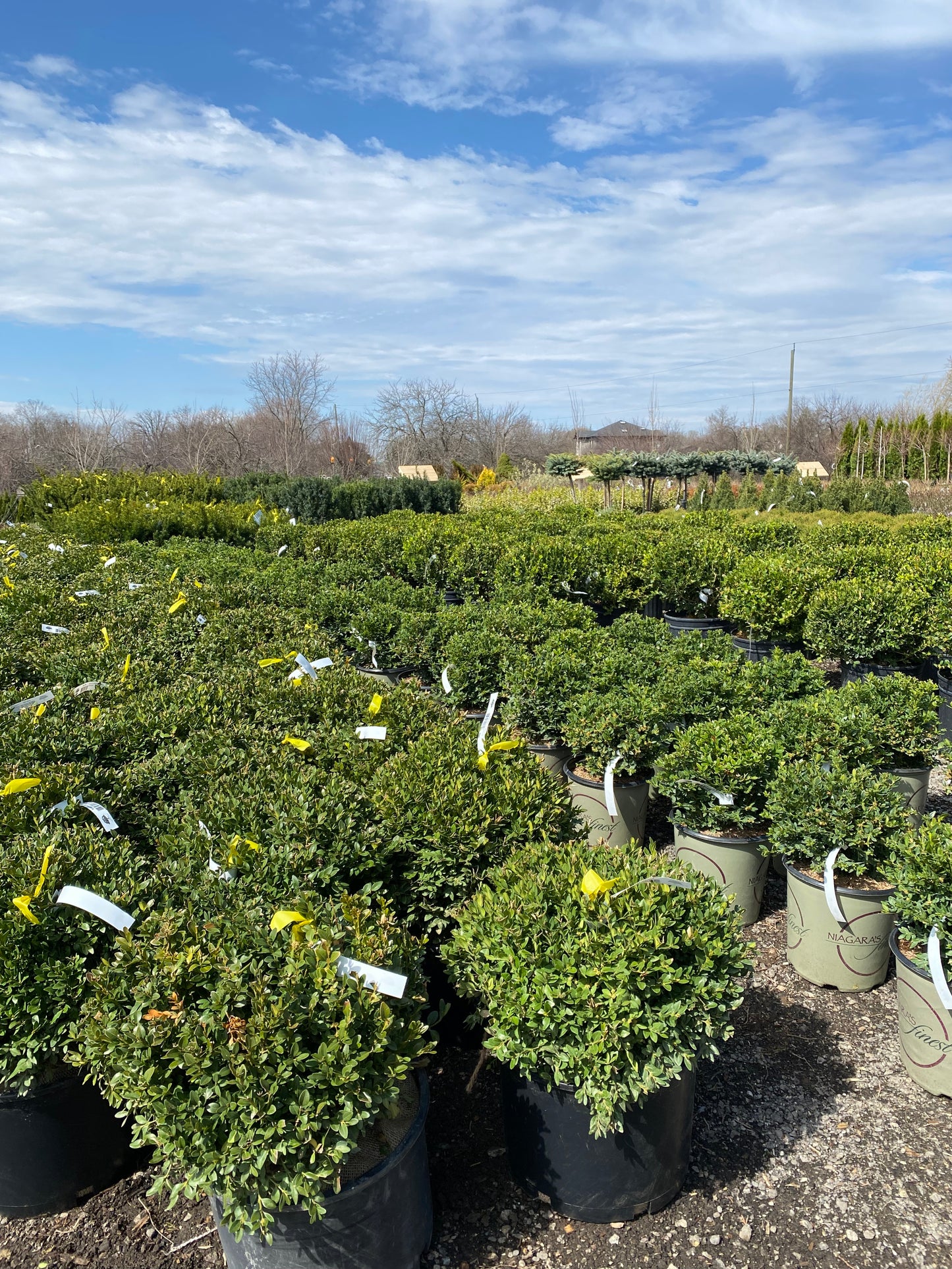 Green Velvet Boxwood (Buxus × ‘Green Velvet’)