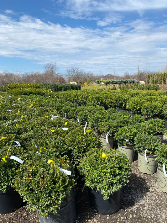 Green Velvet Boxwood (Buxus × ‘Green Velvet’)