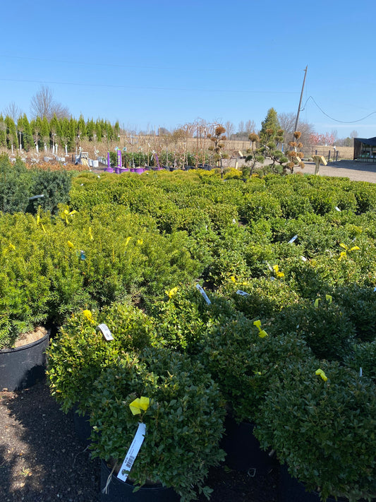 Green Velvet Boxwood (Buxus × ‘Green Velvet’)