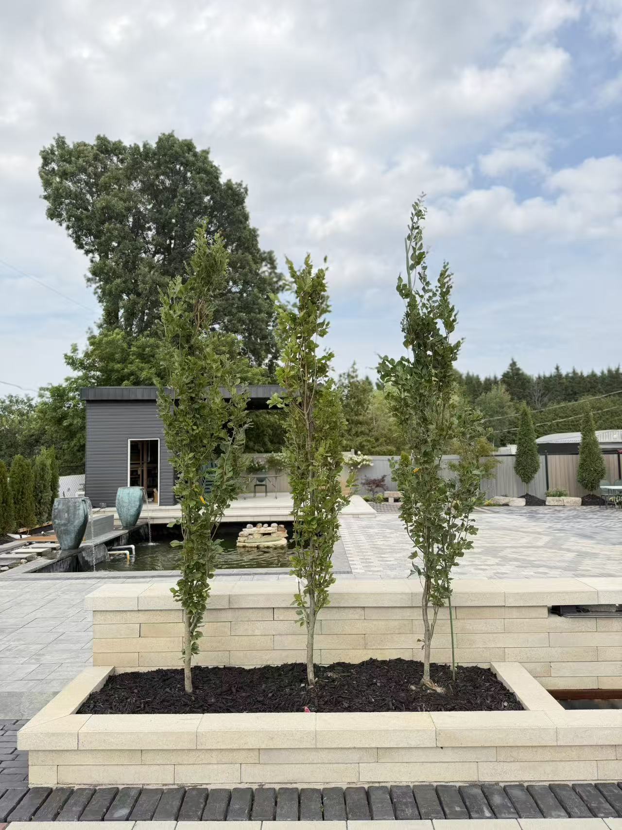 Dawyck green pyramidal beech