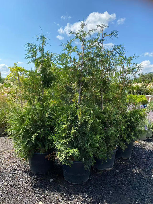 Cedar 'Green Giant'