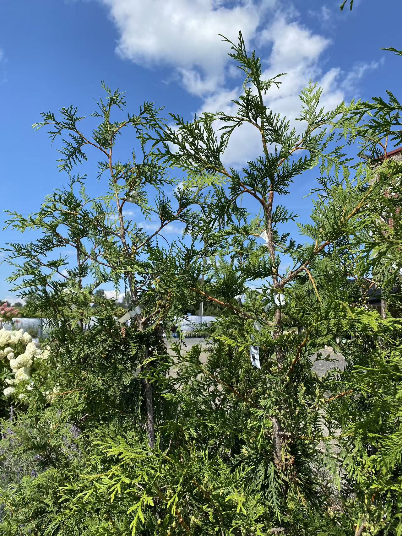 Cedar 'Green Giant'