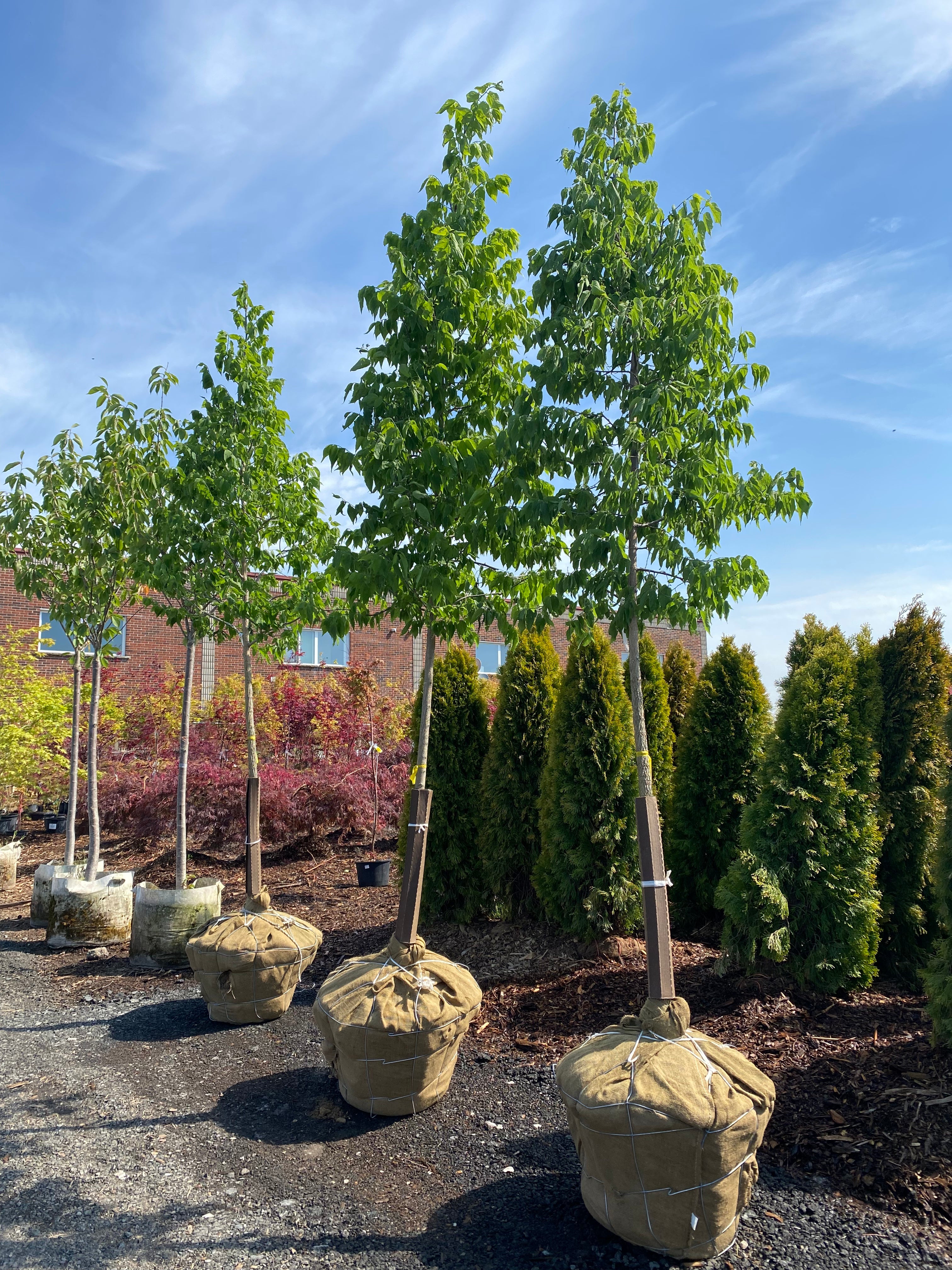 Trees for Sale Toronto | Japanese Maple, Shade & Flowering Trees