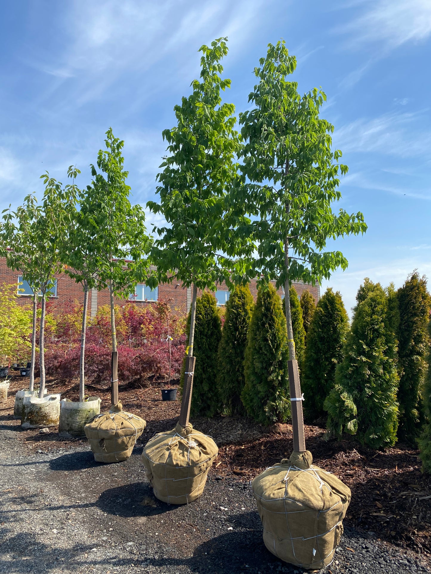 Hackberry Celtis occidentalis