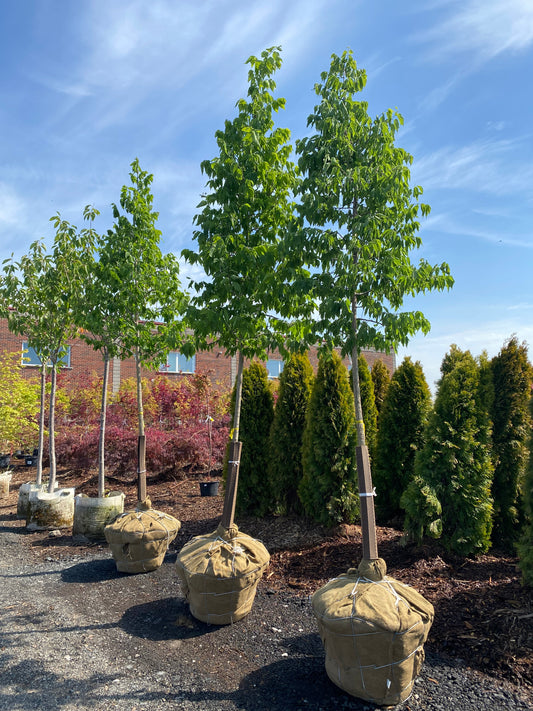 Hackberry Celtis occidentalis