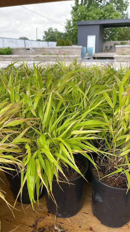 Hakone Grass ‘All Gold’