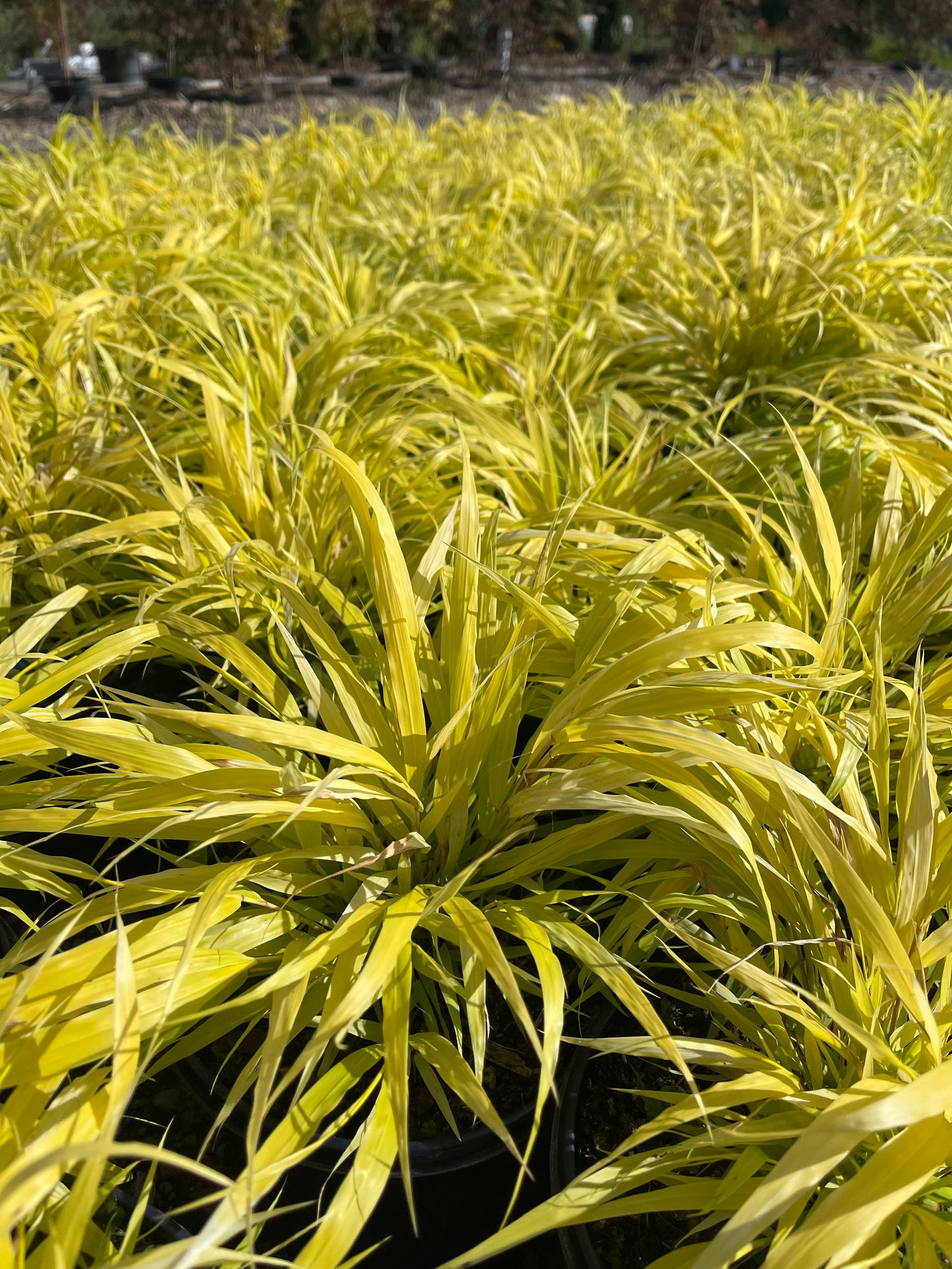 Hakone Grass ‘All Gold’