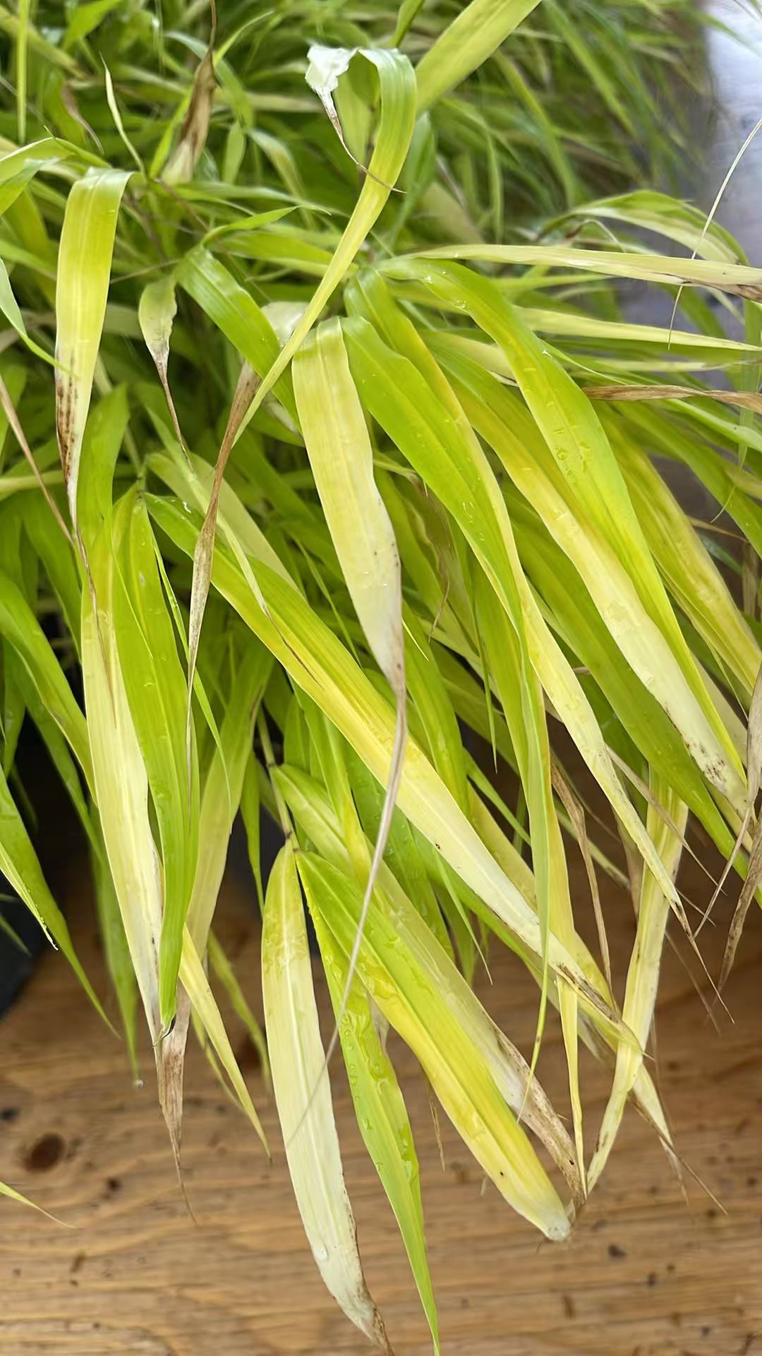 Hakone Grass ‘All Gold’